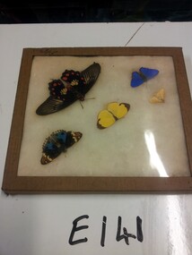 Butterflies