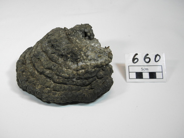 Plant specimen - Fungus