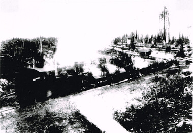 Photograph, Knox Collection, Beech Forest: train hauling timber, 1912