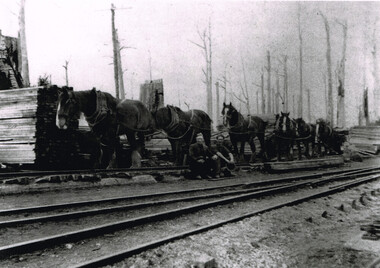 Photograph, Brucker, Pile Siding: horse-drawn timber tram, c.1920