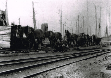 Photograph, Brucker, Pile Siding: horse-drawn timber tram, c.1920, c.1920