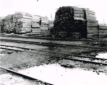 Photograph, Knox Collection, Beech Forest: timber stacks, 1906, 1906