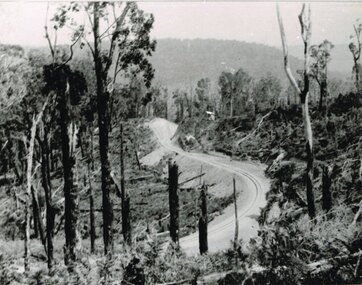 Photograph, Knox Collection, A reverse or S curve, Colac-Beech Forest railway, 1901, 1901