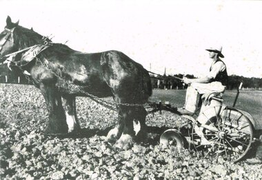Photograph, Potato planting worked by Ern Minchington, 1932, 1932