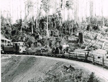 Photograph, Victorian Railways, Timber from Beech Forest, c.1910