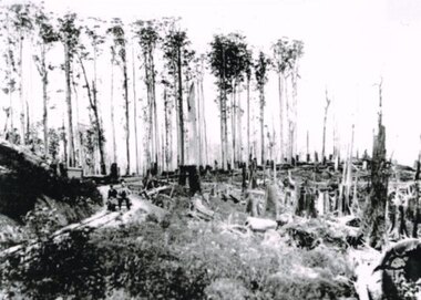 Photograph, Near Weeaproinah (Dinmont) railway station, 1907, 1907