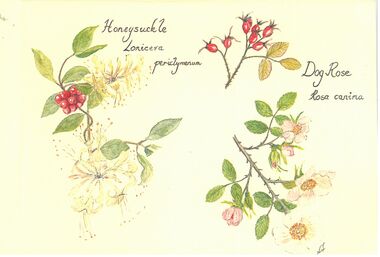 Card - 25 years Bush Trefoil Guild