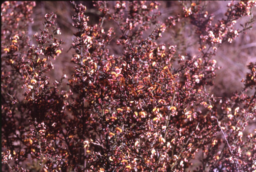 Wildflower