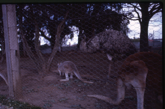 Kangaroos and emu at the Botanical Gardens