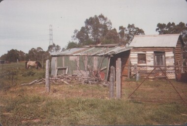 Photograph - CHINESE MARKET GARDEN AND POMOLO TREE, 1980