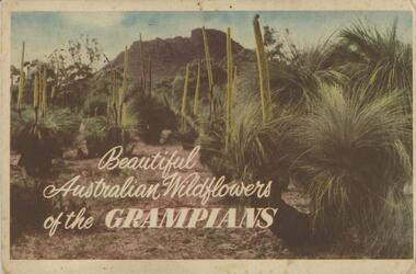 Postcard - POSTCARDS. BEAUTIFUL AUSTRALIAN WILDFLOWERS  OF THE GRAMPIANS