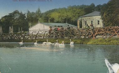 Postcard - POSTCARD. LAKE, BOTANICAL  GARDENS, ADELAIDE, S. A, 1912