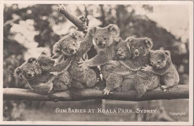 Postcard - ''GUM BABIES AT KOALA PARK, SYDNEY'' 1938, 1938