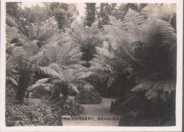Photograph - BENDIGO VIEWS COLLECTION: THE FERNERY