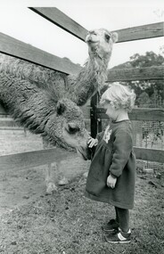 Photograph - SEDGWICK CAMEL FARM