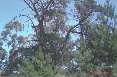 Photograph - RALPH BIRRELL COLLECTION: TREE AT FORMER GUNPOWDER MAGAZINE, WHITE HILLS