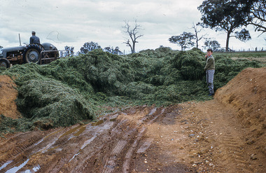 Slide - Mouat Crawford Collection: Farming Life in the Wimmera, c1962