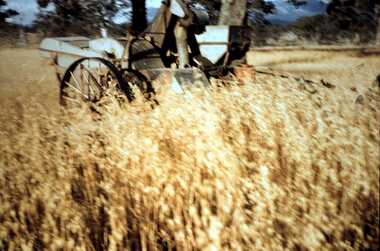 Slide - MOUAT CRAWFORD COLLECTION: FARMING IN THE WIMMERA, c1960s