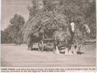 Newspaper - JENNY FOLEY COLLECTION: HARD YAKKA