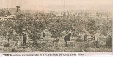 Newspaper - JENNY FOLEY COLLECTION: FRUITFUL