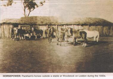 Newspaper - JENNY FOLEY COLLECTION: HORSEPOWER