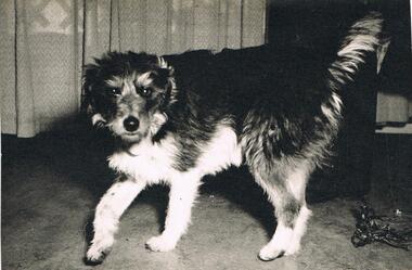 Photograph - LA TROBE UNIVERSITY BENDIGO COLLECTION: DOG