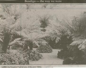 Newspaper - JENNY FOLEY COLLECTION: LUSH