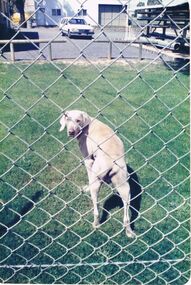 Photograph - CASTLEMAINE GAS COMPANY COLLECTION: PHOTO DOG