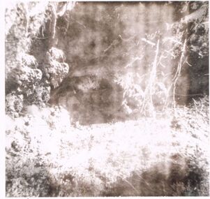 Photograph - CASTLEMAINE GAS COMPANY COLLECTION: PHOTO OF SHRUBS