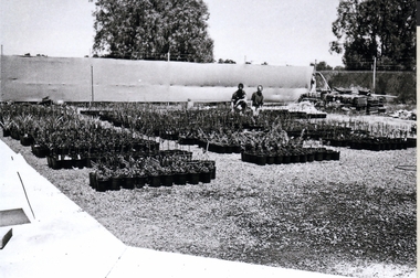 Photograph - SANDHURST BOYS CENTRE COLLECTION: PLANT NURSERY OPERATION