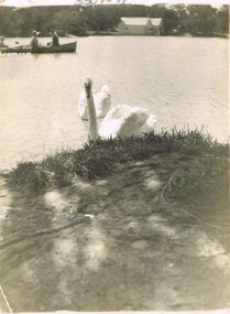 Photograph - JORDAN COLLECTION: SWANS AND PEOPLE IN CANOE ON LAKE WEEROONA