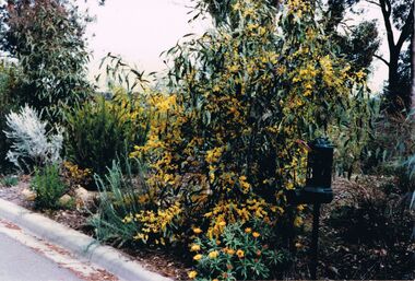 Photograph - PETER ELLIS COLLECTION: NATIVE GARDEN