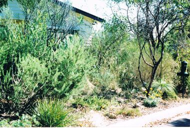 Photograph - PETER ELLIS COLLECTION: NATIVE GARDEN