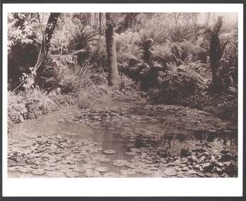 Photograph - JOHN JONES COLLECTION: LILLY POND AND FERNS