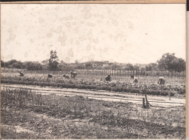 Photograph - SANDHURST BOYS' CENTRE COLLECTION: VEGETABLE GARDENING