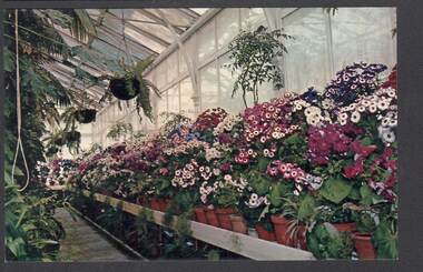 Postcard - CONSERVATORY, BENDIGO