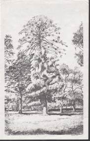 Artwork,other - NORM HARRIS COLLECTION: CHARCOAL SKETCH OF ROSALIND PARK  BY R. HEDDLE
