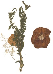 Craft - ABBOTT COLLECTION: PRESSED FLOWERS