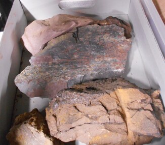 Geological specimen - FOSSILS OF BENDIGO