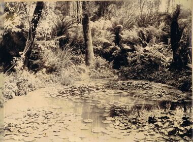 Photograph - POOL COVERED IN WATER LILIES SURROUNDED BY FERNS