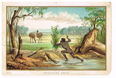 Postcard - POSTCARD - SPEARING EMUS
