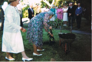 Photograph - DUDLEY HOUSE COLLECTION: PLANTING OF RED FLOWERING GUM