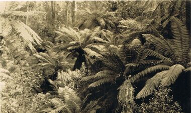 Photograph - BLACK AND WHITE PHOTOGRAPH OF    MARYSVILLE