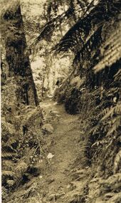Photograph - BLACK AND WHITE PHOTOGRAPH OF TRACK TO CAMERON CASCADE  MARYSVILLE