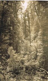 Photograph - BLACK AND WHITE PHOTOGRAPH OF WOLFRAM GULLY MARYSVILLE