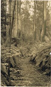 Photograph - BLACK AND WHITE PHOTOGRAPH OF FERN AVENUE MARYSVILLE