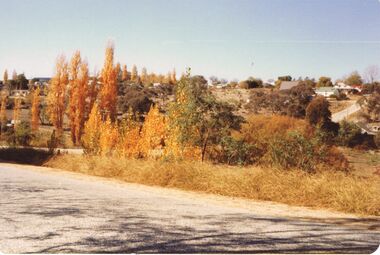 Photograph - COLOUR PHOTOGRAPH OF TREES: LANDSCAPE