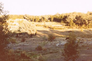 Photograph - COLOUR PHOTOGRAPH OF TREES: LANDSCAPE