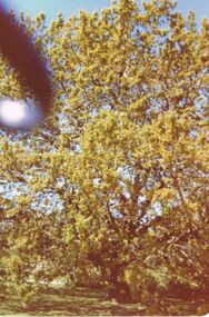 Photograph - COLOUR PHOTOGRAPH OF TREES