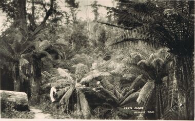 Photograph - PHOTO BLACK AND WHITE: FURN GLADE